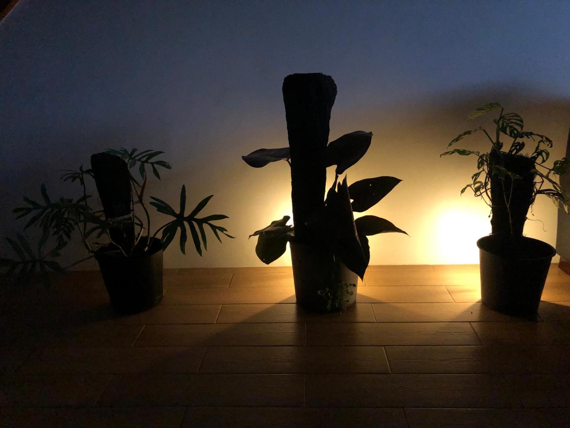 Balabala Bed & Breakfast I Nadi Ngoại thất bức ảnh