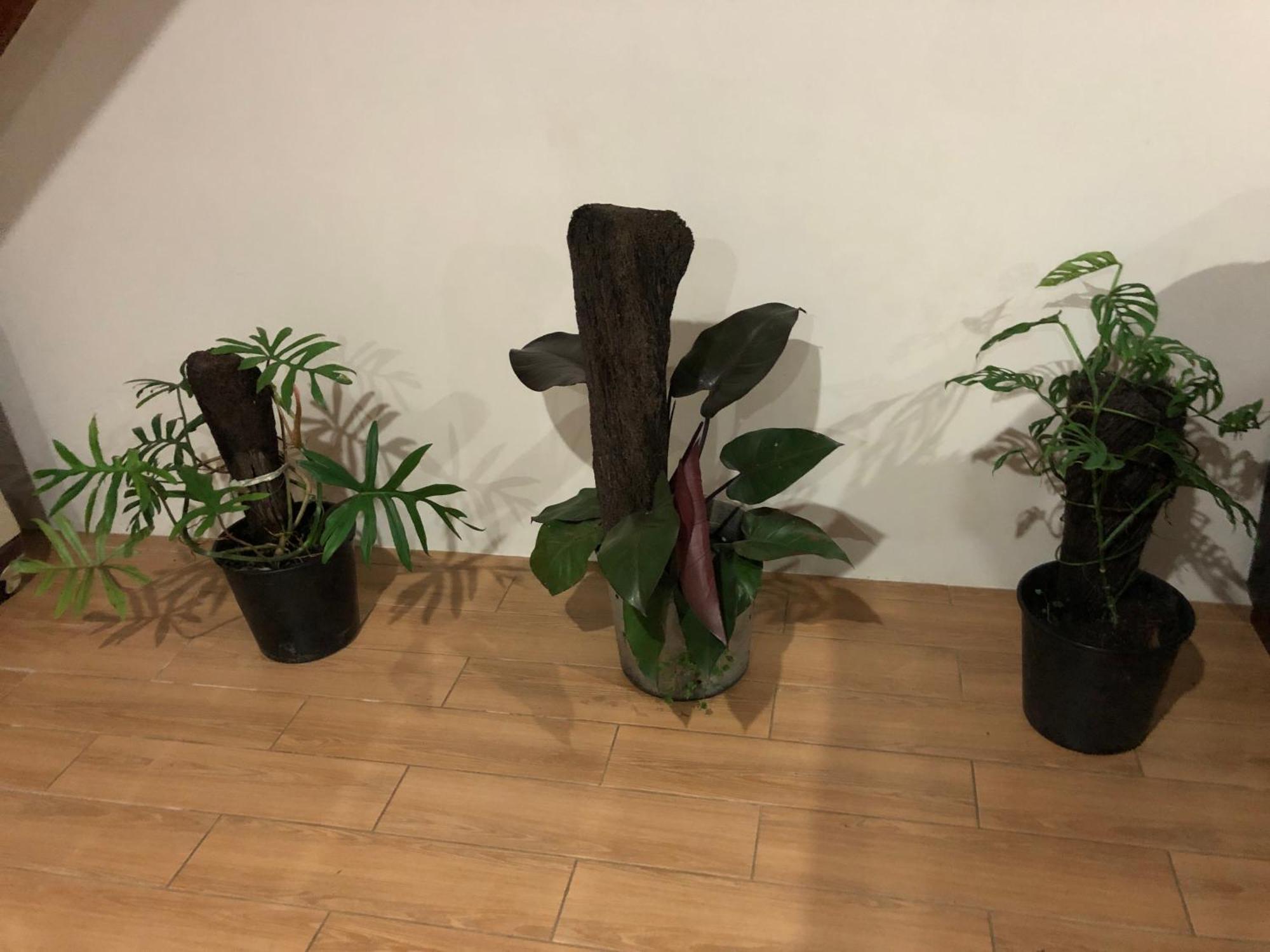 Balabala Bed & Breakfast I Nadi Ngoại thất bức ảnh